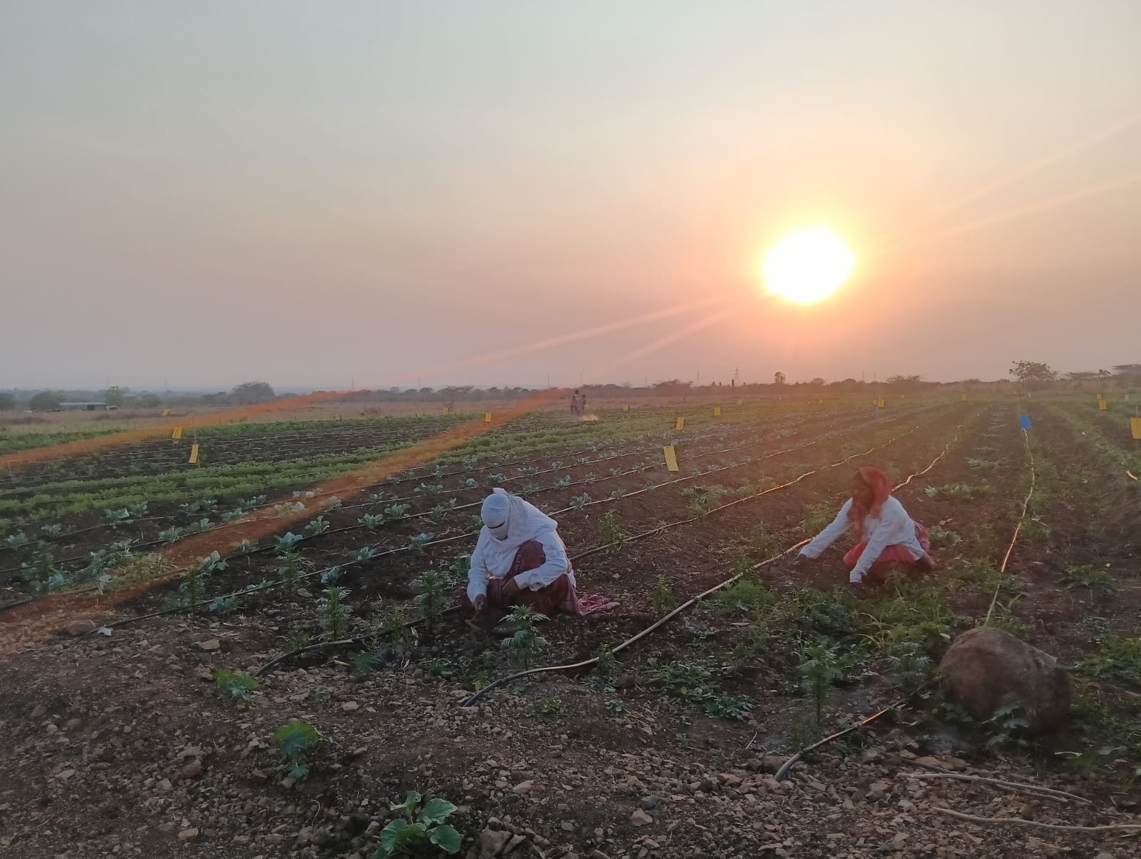 Organic Produce