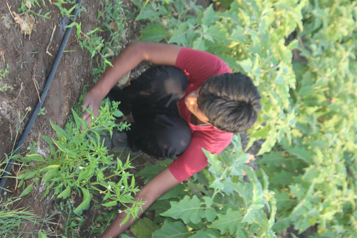 Farm View